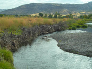 Cavender wetlands