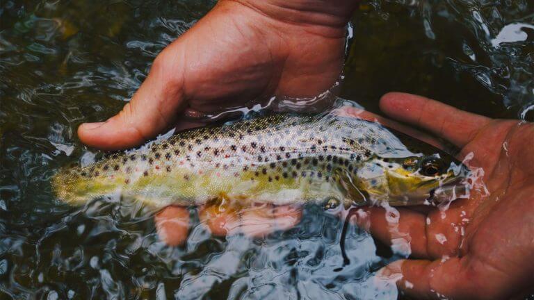 Hands holding fish in water