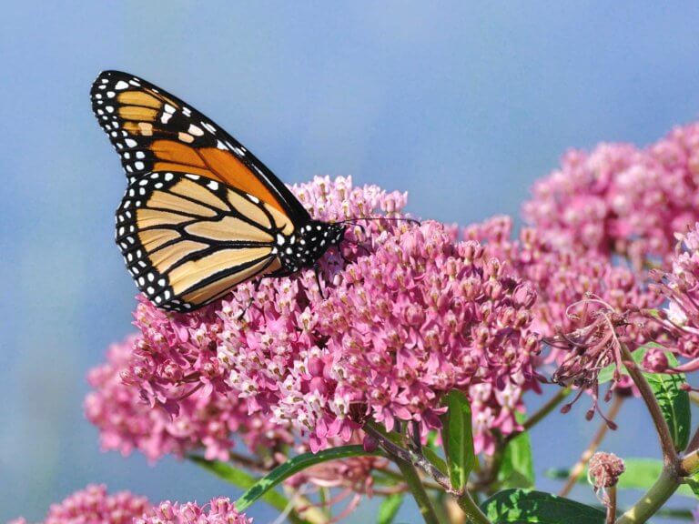 A monarch butterfly on milkweed